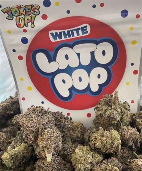 White Lato Pop strain is from Jokes Up group. . White lato pop strain